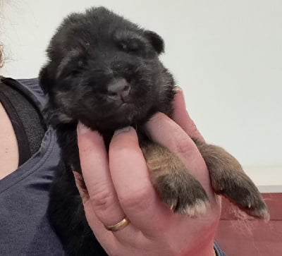 Les chiots de Berger Allemand Poil Long