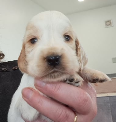 Les chiots de Cocker Spaniel Anglais