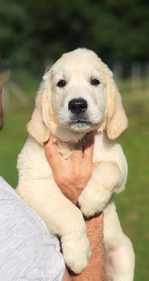 Les chiots de Golden Retriever