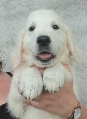 Les chiots de Golden Retriever