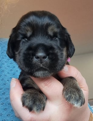 Les chiots de Cocker Spaniel Anglais