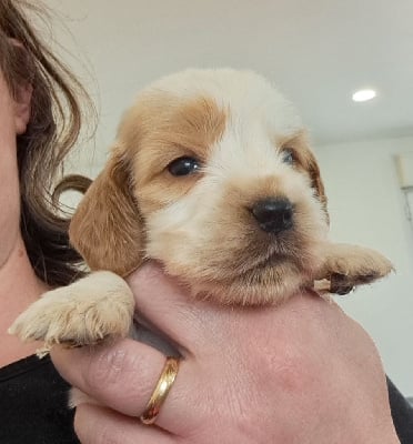 Les chiots de Cocker Spaniel Anglais