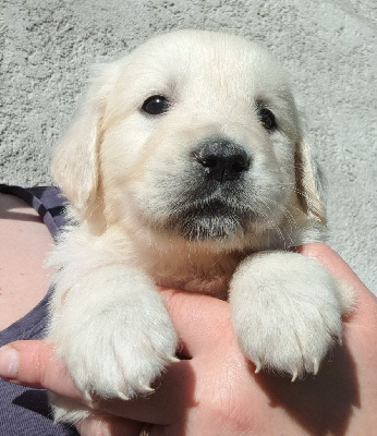 Les chiots de Golden Retriever