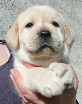 Les chiots de Labrador Retriever