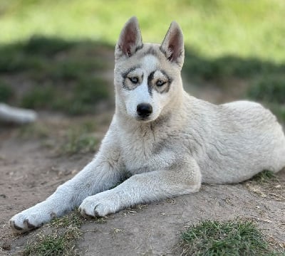 Les chiots de Siberian Husky