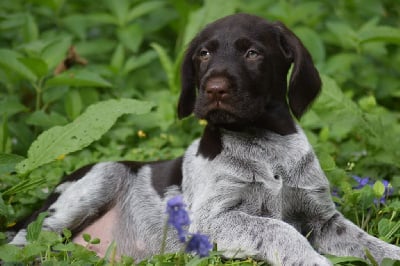 Les chiots de Chien d'arrêt allemand à poil dur