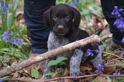 Les chiots de Chien d'arrêt allemand à poil dur