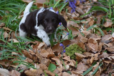 Les chiots de Petit Epagneul de Münster