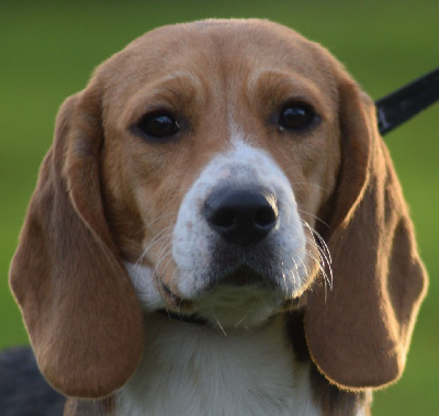 Les chiots de Beagle