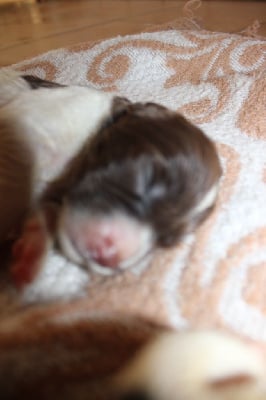 Les chiots de English Springer Spaniel