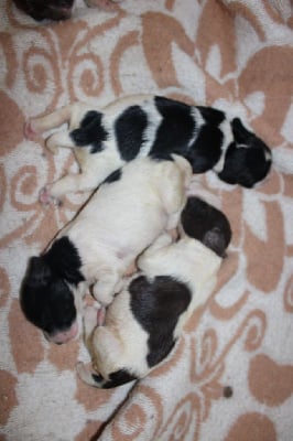 Les chiots de English Springer Spaniel