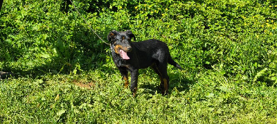 Les chiots de Berger de Beauce