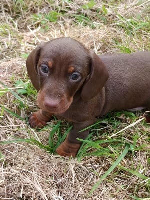 Les chiots de Teckel poil ras