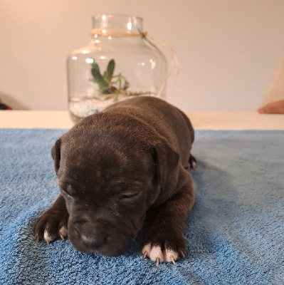 CHIOT 6 - Staffordshire Bull Terrier