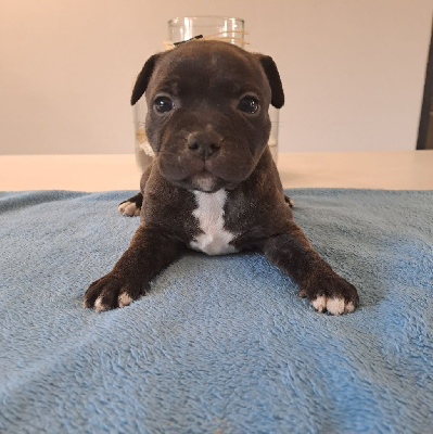 CHIOT 6 - Staffordshire Bull Terrier