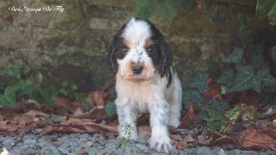 Les chiots de Cocker Spaniel Anglais
