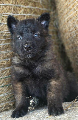 Les chiots de Berger Belge