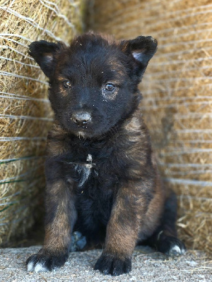 Les chiots de Berger Belge