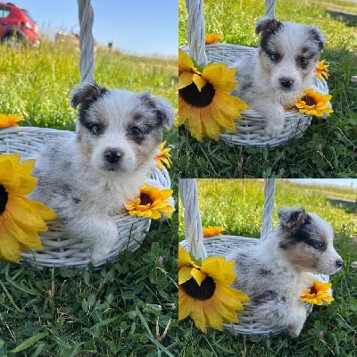 Les chiots de Berger Australien