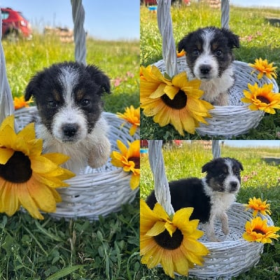 Les chiots de Berger Australien
