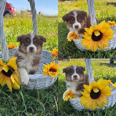 Les chiots de Berger Australien