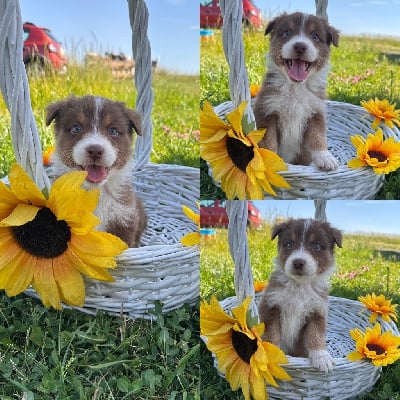 Les chiots de Berger Australien