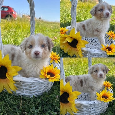 Les chiots de Berger Australien