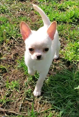 Les chiots de Chihuahua
