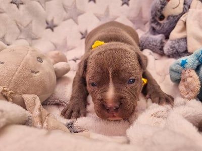 CHIOT - American Staffordshire Terrier