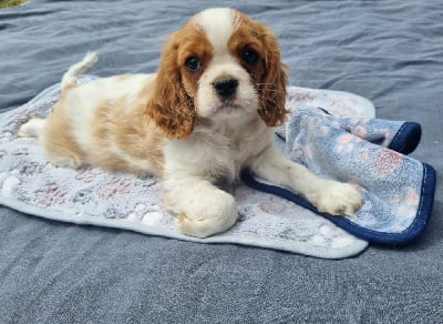 Les chiots de Cavalier King Charles Spaniel