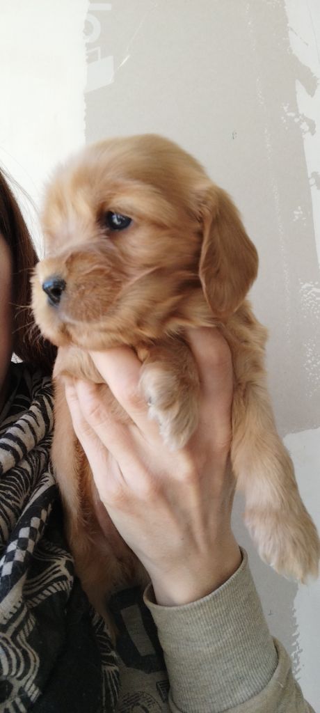 CHIOT collier violet - Cocker Spaniel Anglais