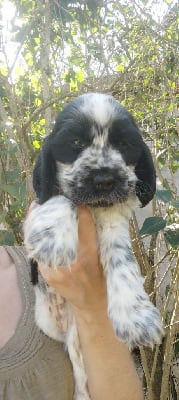 Les chiots de Cocker Spaniel Anglais