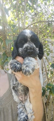 Les chiots de Cocker Spaniel Anglais