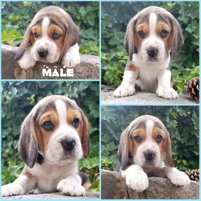 Les chiots de Beagle