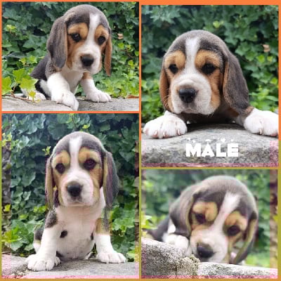 Les chiots de Beagle