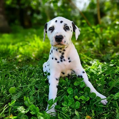 Les chiots de Dalmatien