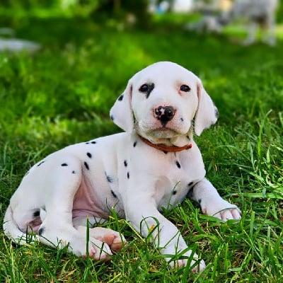 Les chiots de Dalmatien