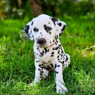 Les chiots de Dalmatien