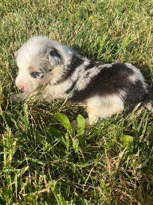 Les chiots de Border Collie