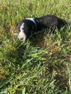 Les chiots de Border Collie