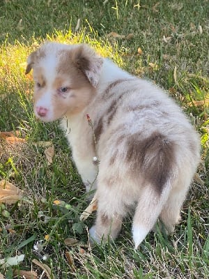 Les chiots de Berger Australien