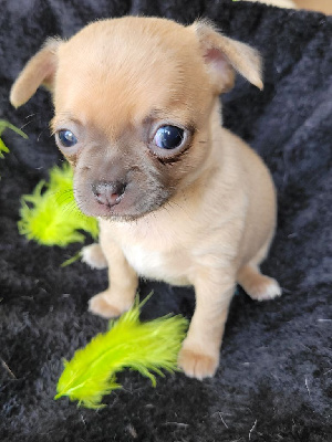Vénus - Chihuahua