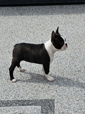 Les chiots de Boston Terrier