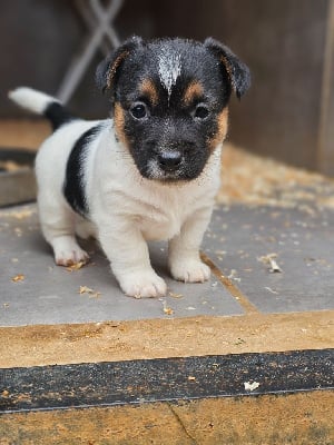 VOYOU - Jack Russell Terrier