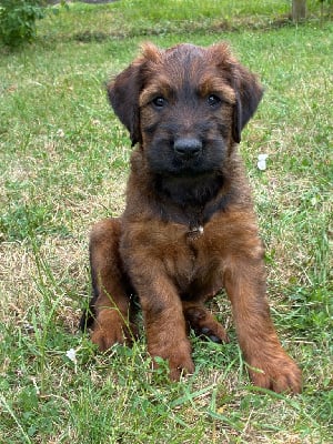 Les chiots de Berger de Brie