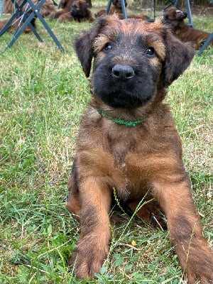 Les chiots de Berger de Brie