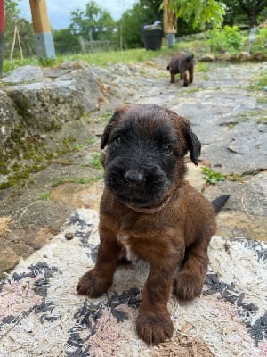 Les chiots de Berger de Brie