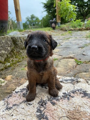 Les chiots de Berger de Brie