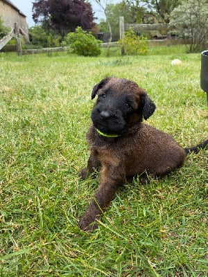 Les chiots de Berger de Brie