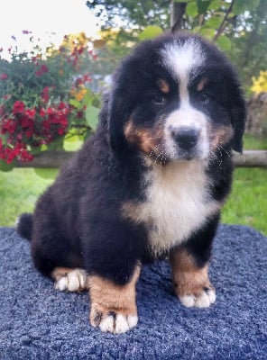 Les chiots de Bouvier Bernois
